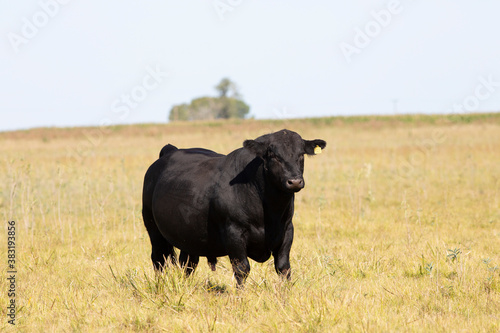 angus en el campo