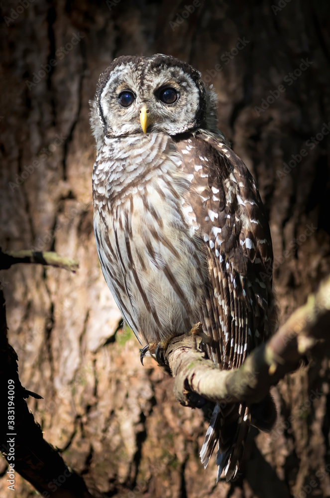Fototapeta premium Young barred owl (Strix varia) enjoying warm evening
