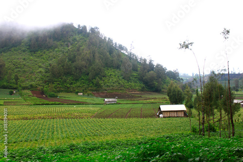 Farm agricultural field of plantation of young Riviera variety potato bushes. Agroindustry and agribusiness. Agriculture  growing food vegetables. Cultivation and care  harvesting in late spring.