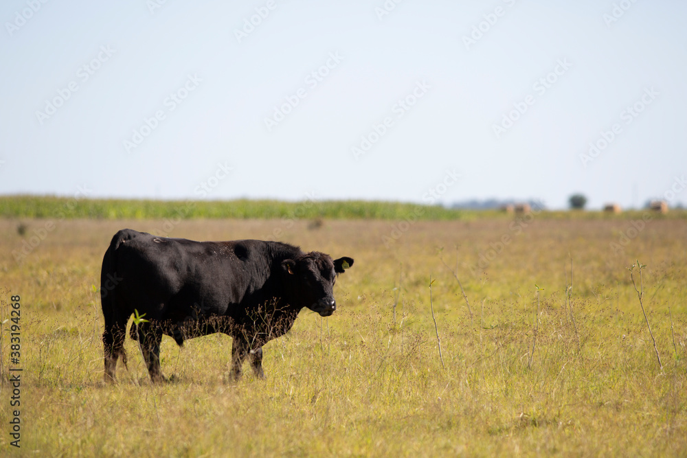 angus en el campo angus en el campo