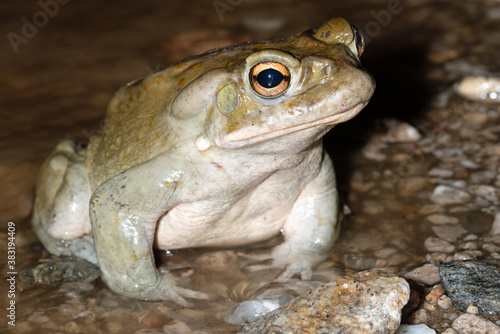 
Sonoran Desert Toad (Incilius alvarius) in a desert arroyo photo