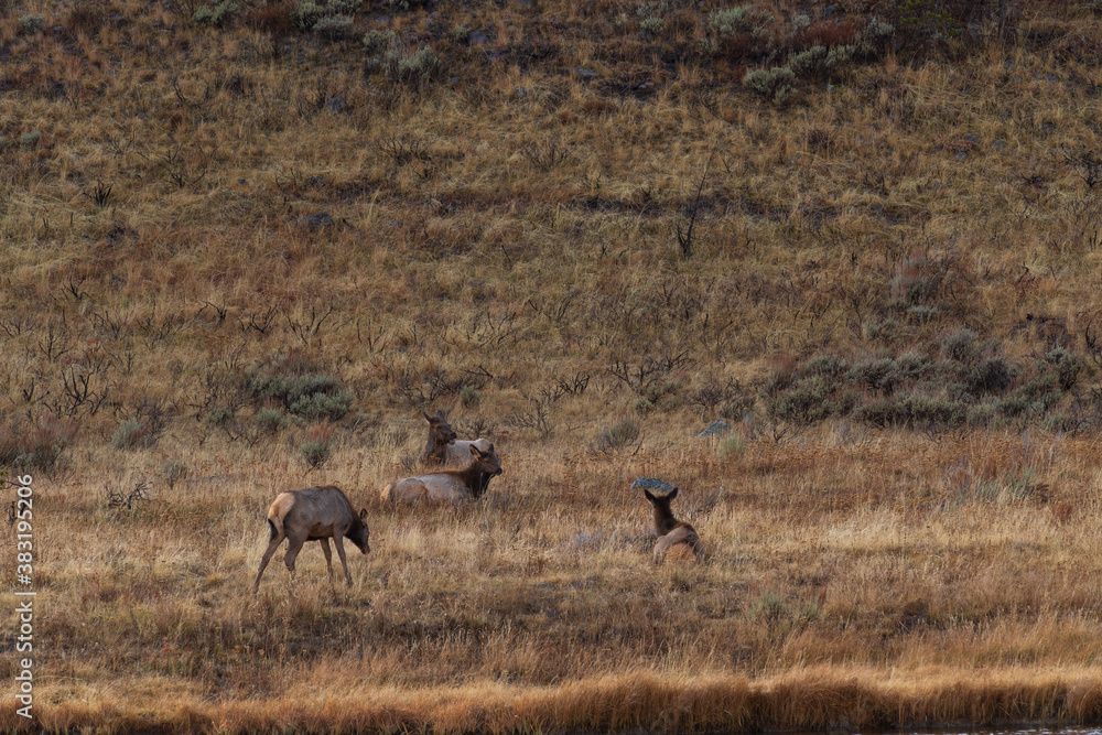 Naklejka premium deer in the woods