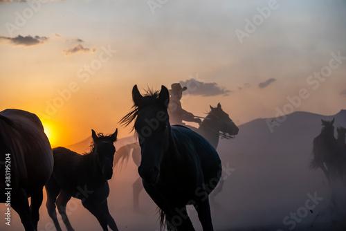 Wild horses run in foggy at sunset. Between Cappadocia and Kayseri, Turkey