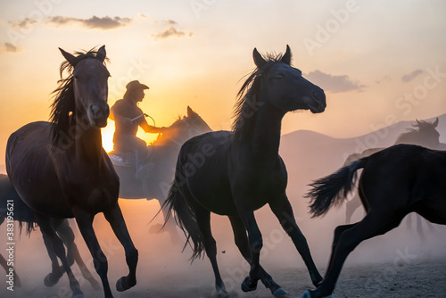 Wild horses run in foggy at sunset. Between Cappadocia and Kayseri  Turkey