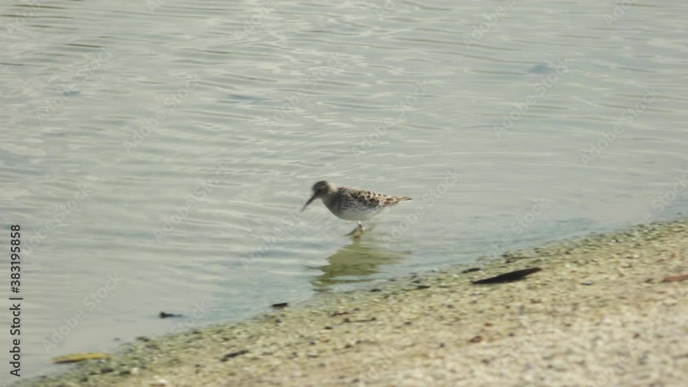 Sanderling Wading on Sandy Shores of Rabida Island Feeding on Plankton in the Galapagos Islands