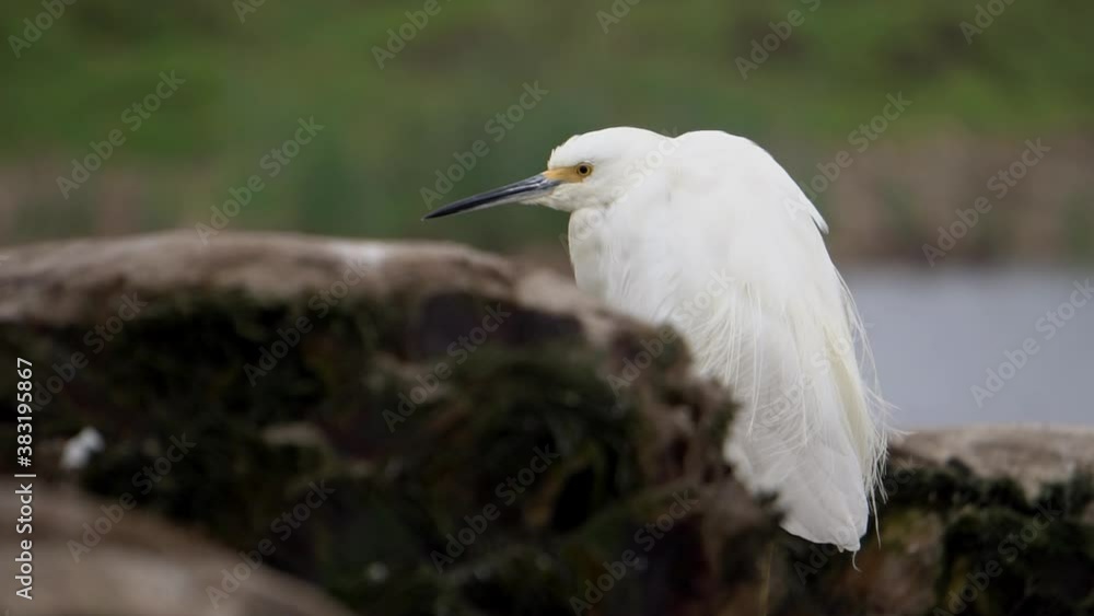 Snowy Egret Standing in Dead Palm Tree with the Wetlands in Background Slow Motion Snowy Egret Standing in Dead Palm Tree with the Wetlands in Background Slow Motion