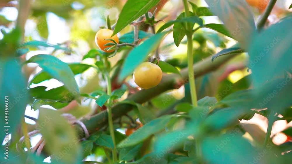 Red and yellow cherry tomatoes ripening on the vine - isolated slow motion