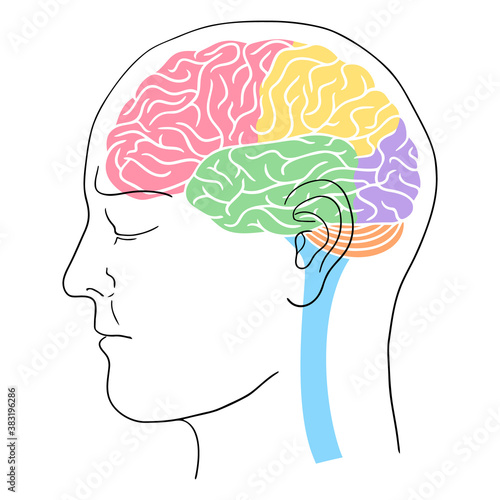 Human head outline with brain