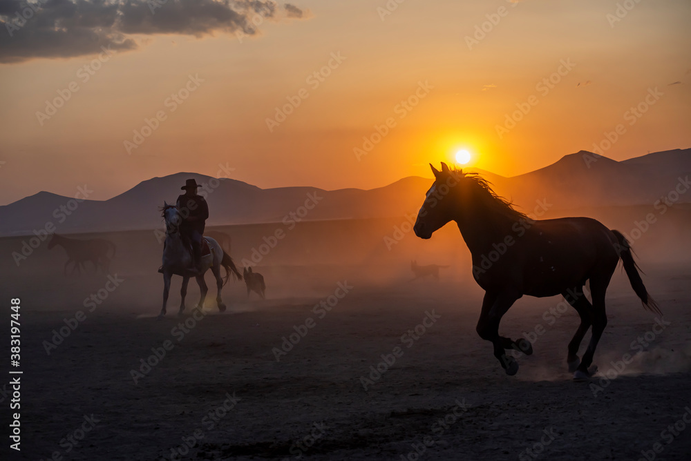 Wild horses run in foggy at sunset. Between Cappadocia and Kayseri, Turkey Wild horses run in foggy at sunset. Between Cappadocia and Kayseri, Turkey