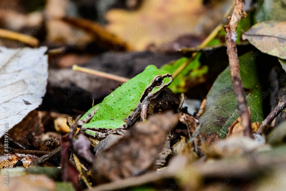 Naklejka premium tree frog on path with fallen leaves