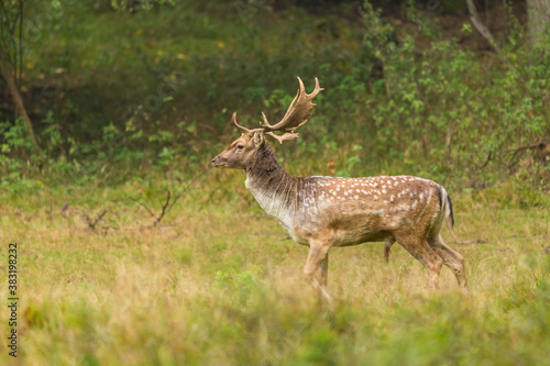 Fallow deer male (dama dama) stands in forest, wildlife scenery.