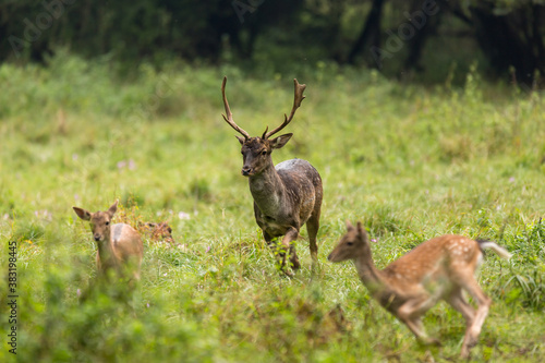 Fallow deer male (dama dama) runs across the meadow. © Branislav