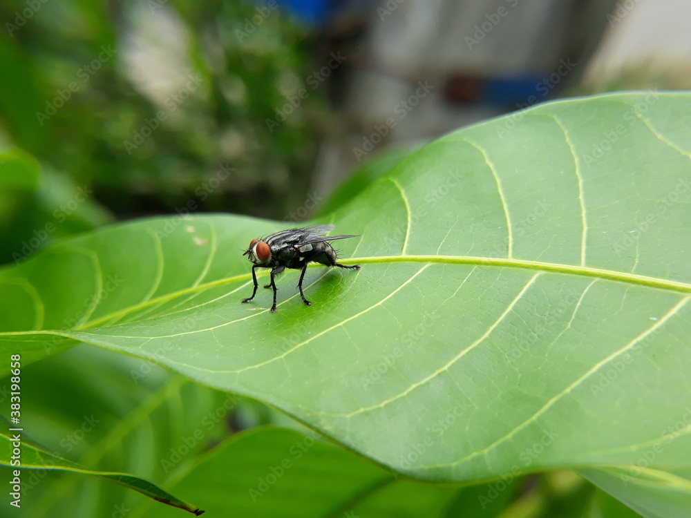 Fototapeta premium fly on leaf