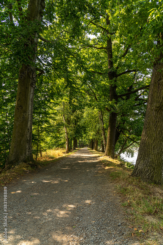 Fototapeta premium Allee