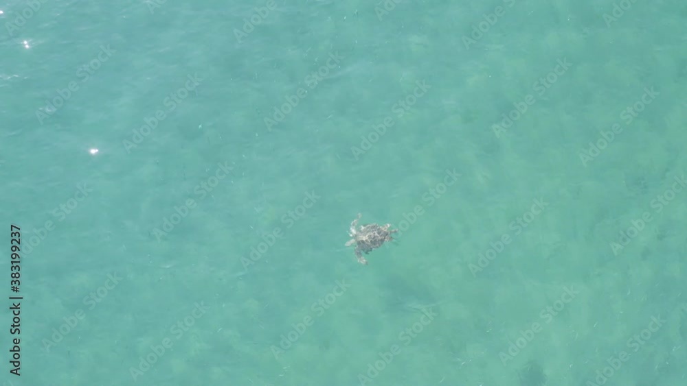 Drone shot of a solitaire turtle swimming on the ocean's surface and then diving to the bottom. Loreto, Baja California Sur, México. Drone shot of a solitaire turtle swimming on the ocean's surface and then diving to the bottom. Loreto, Baja California Sur, México.