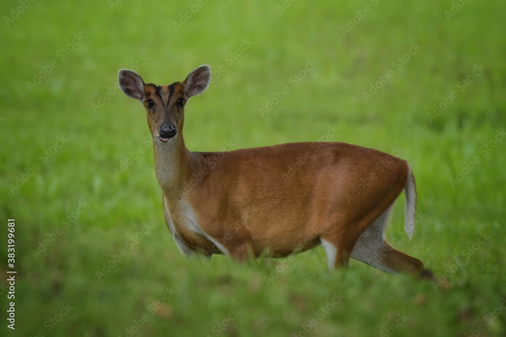 The hair on the body is brown. Have other colors mixed up He's smaller than other genus deer. Under the eyes there are clearly visible lacrimal glands. A long black line When it matures,