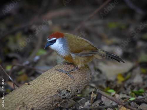 Cuadro en lienzo Thick black lips, fontanelle to the occiput, reddish-brown, white eyebrows, short black eyes