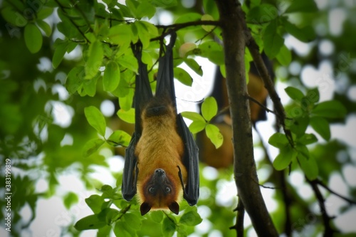 The bats hang their heads during the day.