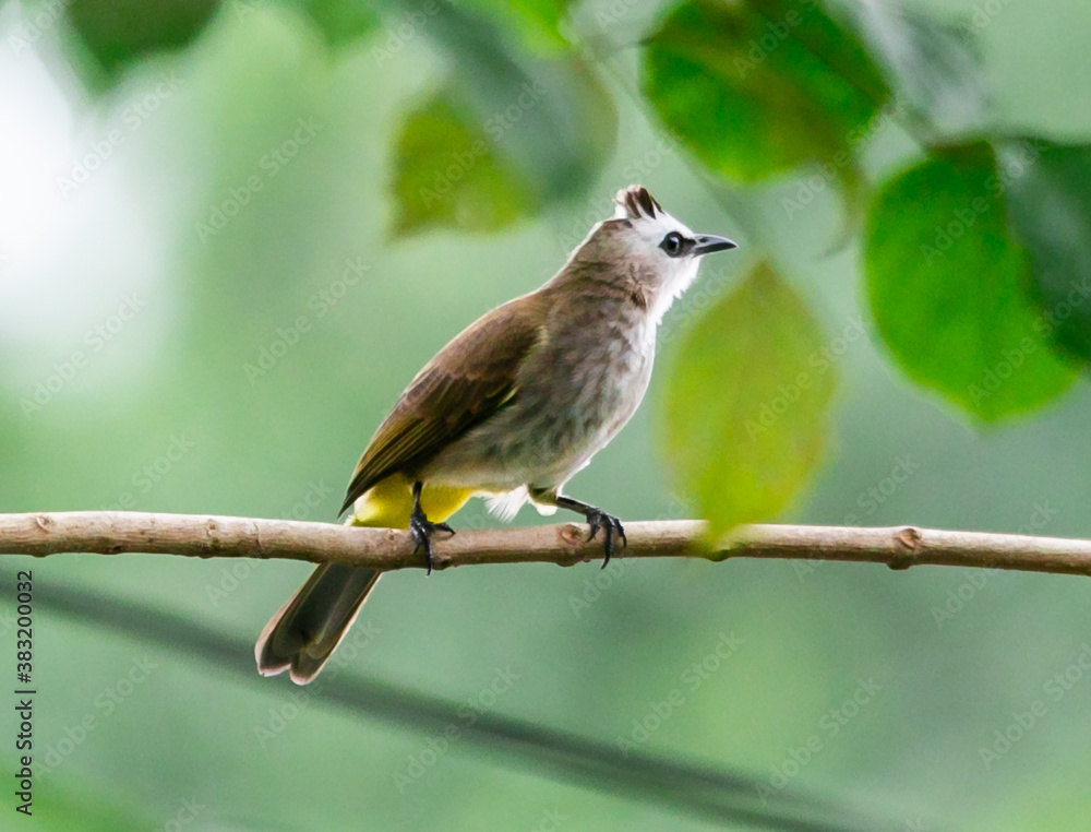 Yellow-vented Bulbul standing on the branch of a tree in the local area of Thailand Yellow-vented Bulbul standing on the branch of a tree in the local area of Thailand