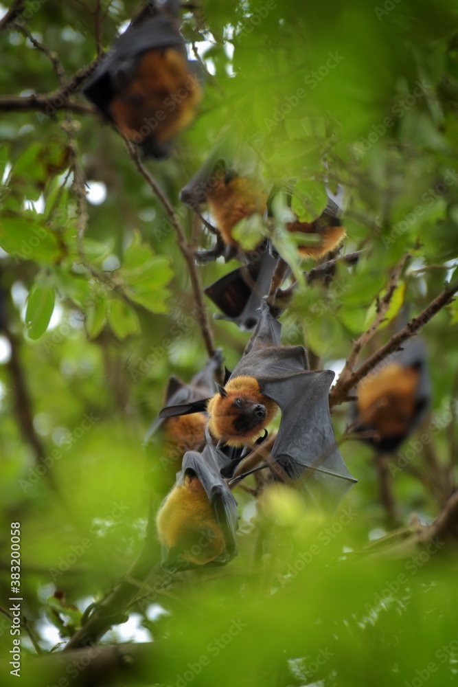Flying Fox Bat during the day time. Flying Fox Bat during the day time.