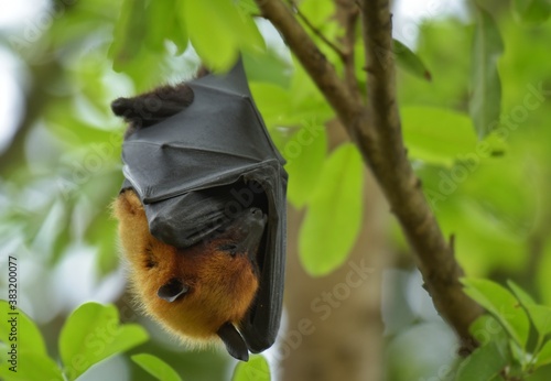 upside down bat resting on the branch photo