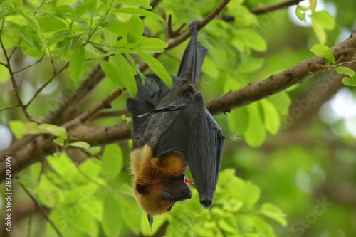 Close-up bats hanging upside down on a tree branch