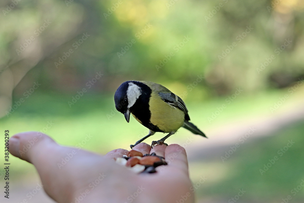 Obraz premium bird on a branch