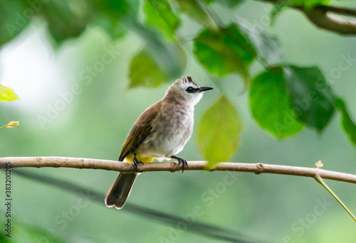 Yellow-vented Bulbul standing on the  branch of a tree  in the local area  of Thailand © jerd nakata