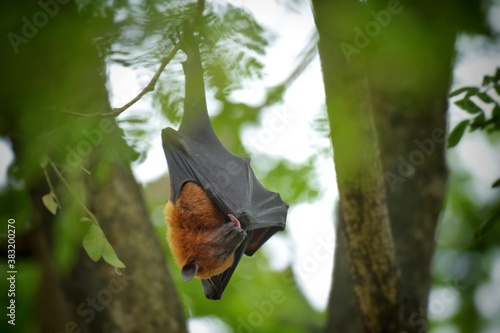 Flying Fox Bat during the day time.