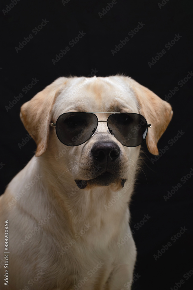 Stylish Labrador dog in sunglasses on black background