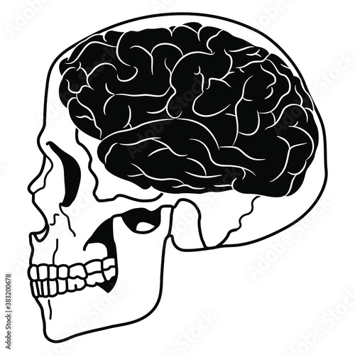 Human skull in profile with brain inside. Black and white silhouette. Creative concept.