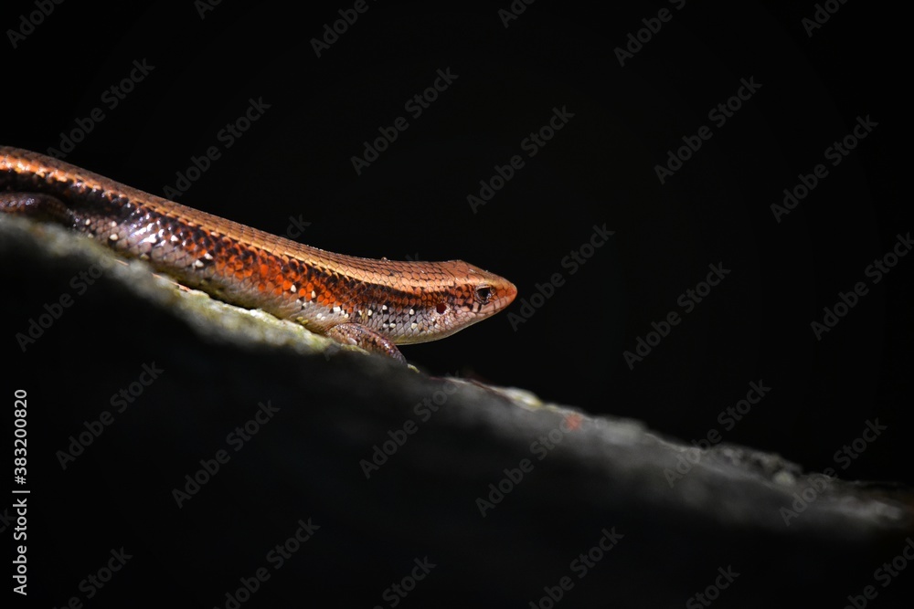 The limbs are of many different levels because some species have large