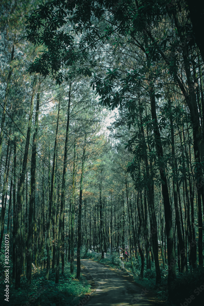 Obraz premium path in the forest