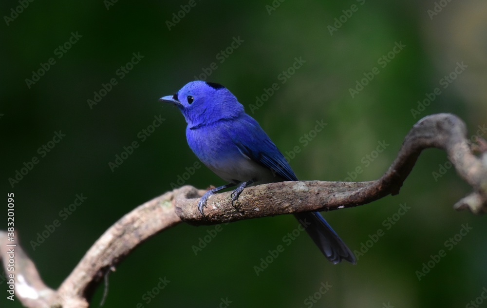 Dark blue wide mouth The occiput has a short crest, set to be a ridge. The top is black, the head of the chest, upper body and tail are dark blue.