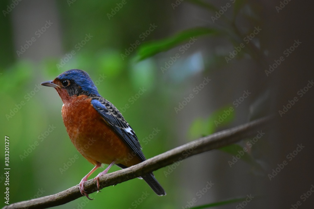 Black eye band, crown and occipital, dark blue, glossy, head, eyes, rump and lower body, reddish brown, middle neck, white back, black with brown scales. The wings are dark brown and black with white Black eye band, crown and occipital, dark blue, glossy, head, eyes, rump and lower body, reddish brown, middle neck, white back, black with brown scales. The wings are dark brown and black with white