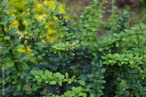 Green barberry leaves with streaks: natural background, branches with thorns
