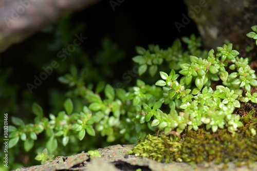 Beautiful green moss in the sunlight, moss close up, macro. Moss grows on the tree, beautiful background of moss.