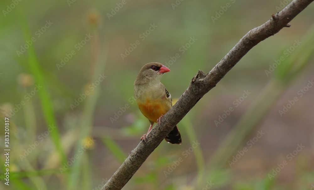 Obraz premium The mouth and body feathers are bright red, narrow black eye band, brown back, wings and tail, with white spots spread on the body, below wings and rump.