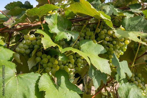 Wallpaper Mural Green Niagara grapes growing in the yard close up Torontodigital.ca