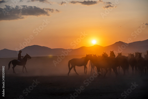 Wild horses run in foggy at sunset. Between Cappadocia and Kayseri, Turkey