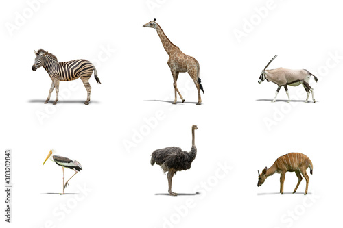 Isolated illustration of various species of animals including African mammals and poultry on white background. © Scream