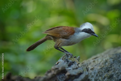Insects eat birds Like to live in bamboo forests or dense forests In large crowds Often shouted and sounded like a brawl, with a white head and crest moving up and down When making a cry or startling,