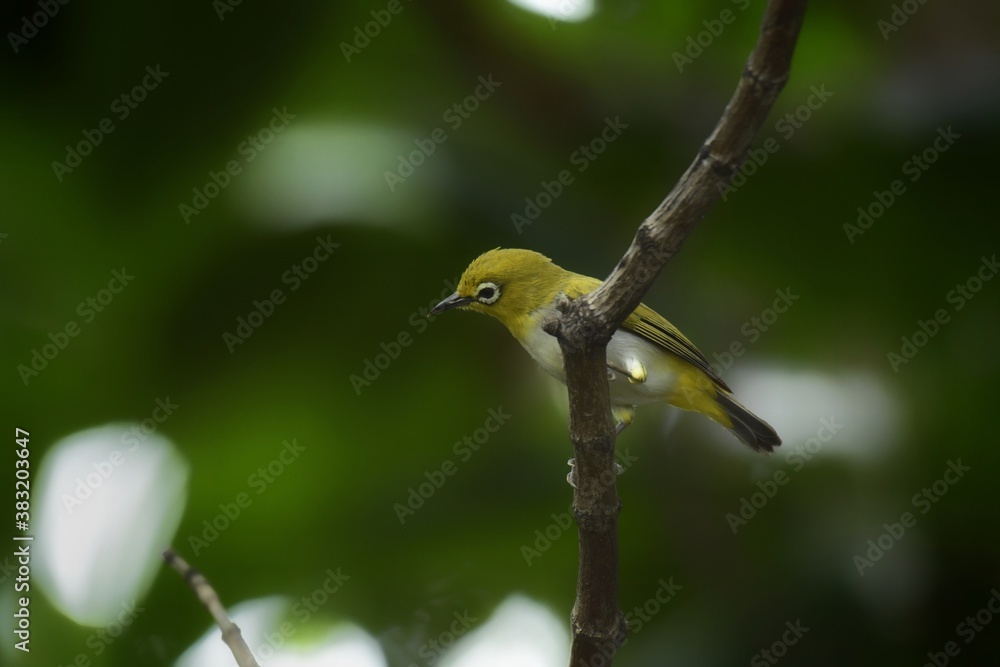 Obraz premium Yellow forehead The head and body are yellowish green. Yellow neck and buttocks Classified from white-eyed birds with a green back in the middle of the belly are yellow or fawn.