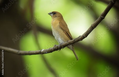 The body of the bird is a brown body, similar to the white-throated Munia Munro. But the fontanel is darker than the blue-gray mouth
