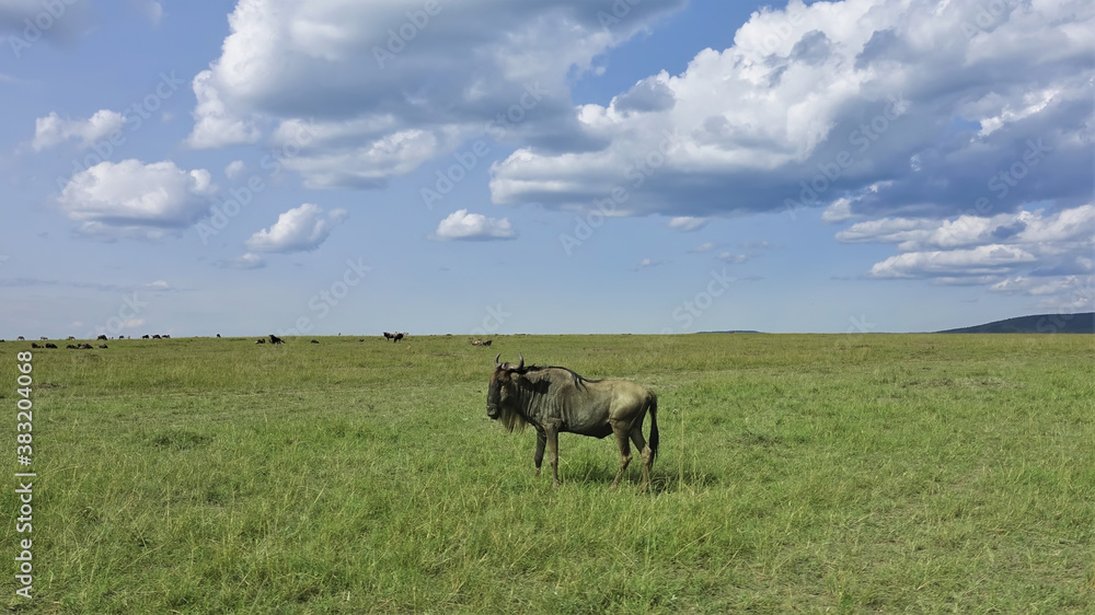 In the vast savannah, on the green grass, there is a lone wildebeest. In the distance a group of antelopes. There are picturesque clouds in the blue sky. Summer sunny day. Kenya. Masai Mara park.