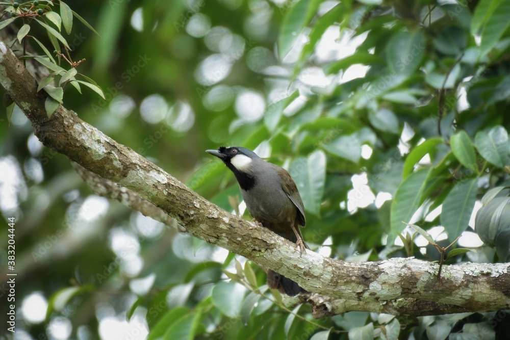 Fototapeta premium The body hair is dark gray to brown, the chin and neck are black, and the forehead is slightly tufted with black hair. On the side of the neck there is a prominent white stripe.