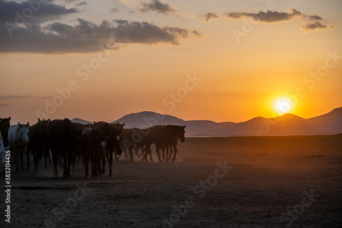 Wild horses run in foggy at sunset. Between Cappadocia and Kayseri  Turkey