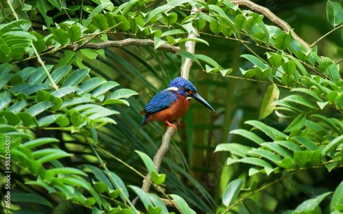 Like an ordinary kingfisher But darker And the hair is not covered with reddish-brown ears, head, hind wings and dark blue tail. Mid back, dark blue Reddish-brown belly Shin and red foot © Pluto Mc