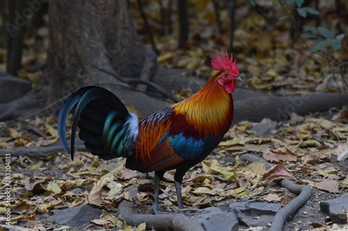 Obraz na plátne Bantamese, but has a slimmer body There are only one body color