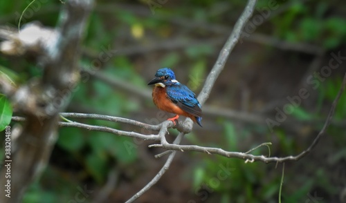 Like an ordinary kingfisher But darker And the hair is not covered with reddish-brown ears, head, hind wings and dark blue tail. Mid back, dark blue Reddish-brown belly Shin and red foot